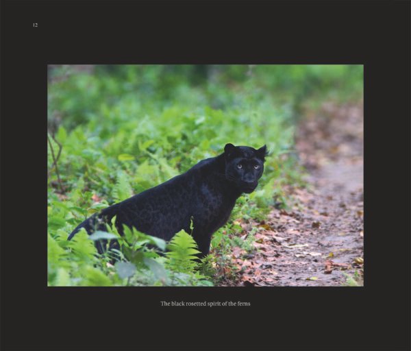 The Spirits of Eden - Image 5