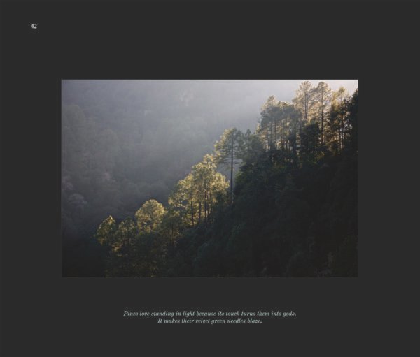 Sacred Forest - Image 4