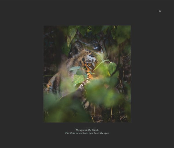 Sacred Forest - Image 2