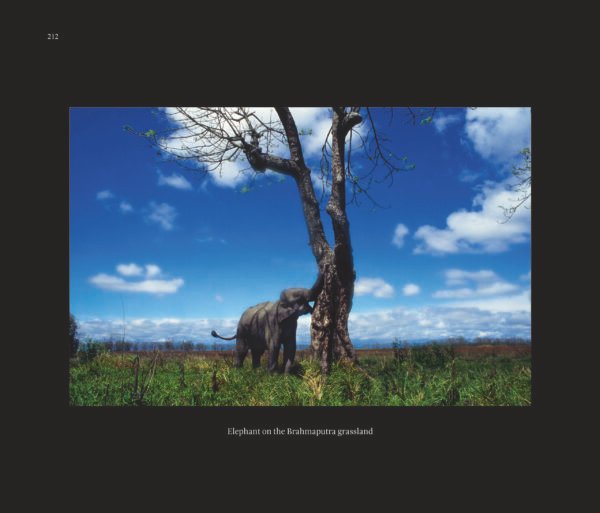 The Spirits of Eden - Image 2