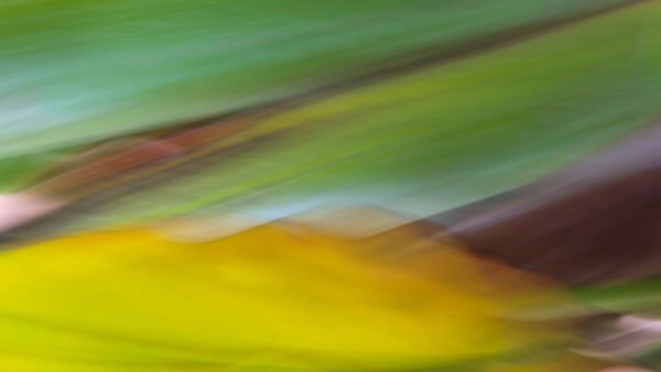 Of Dunes and Banana Leaves