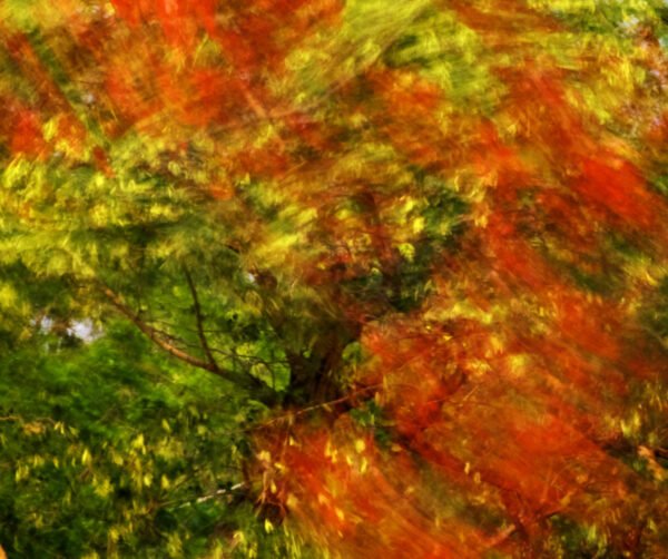 Palash Flamed Summer