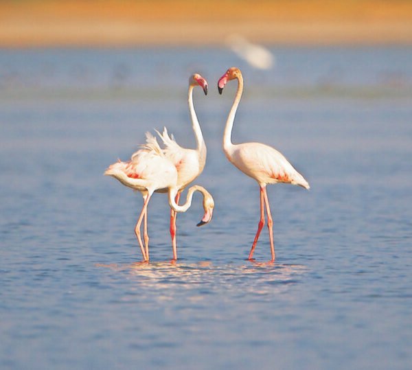 Jheel Vol 1 - Image 3