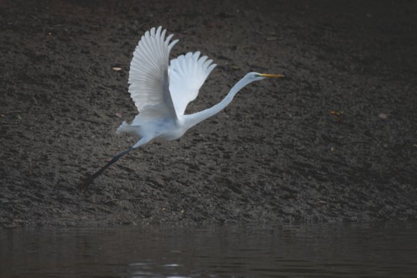Jheel Vol 2 - Image 4
