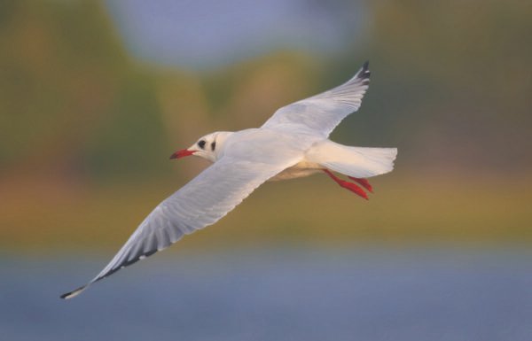 Jheel Vol 2 - Image 5