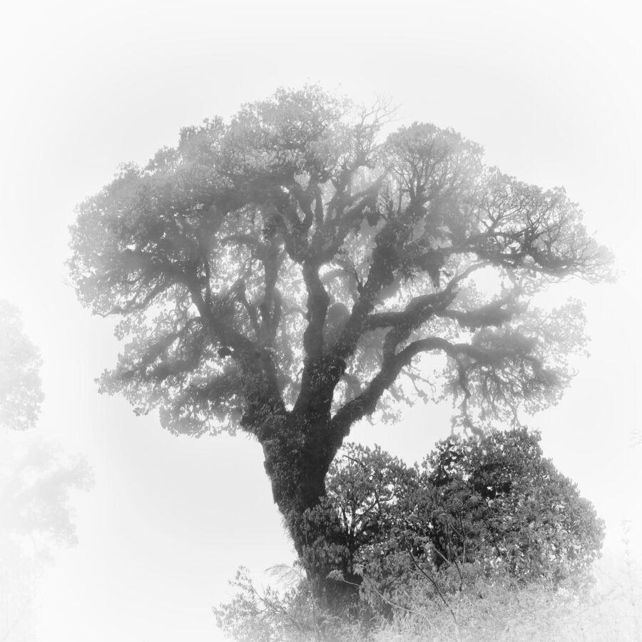 Birch On The Singalila