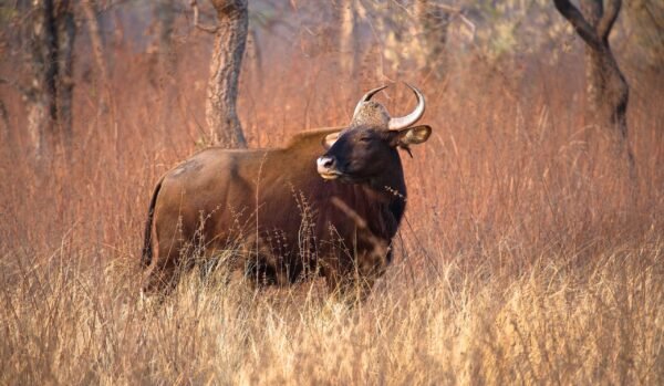 Bison - Tadoba National Park
