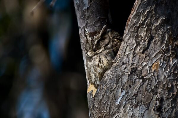 Camouflaged Scops Owl