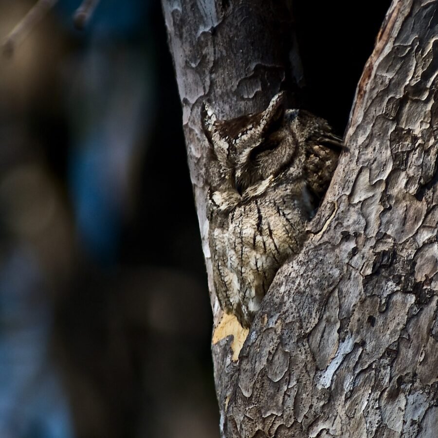 Camouflaged Scops Owl