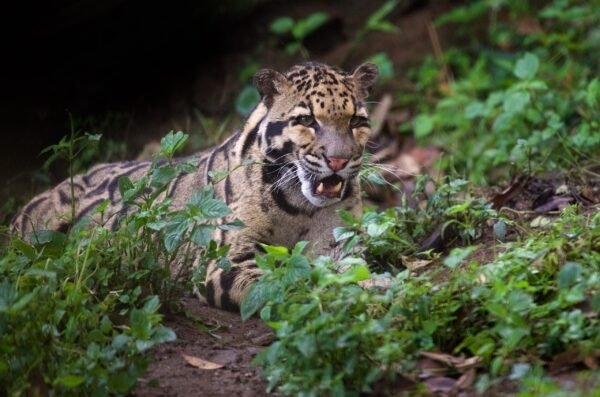 Clouded Leopard Arunachal Pradesh
