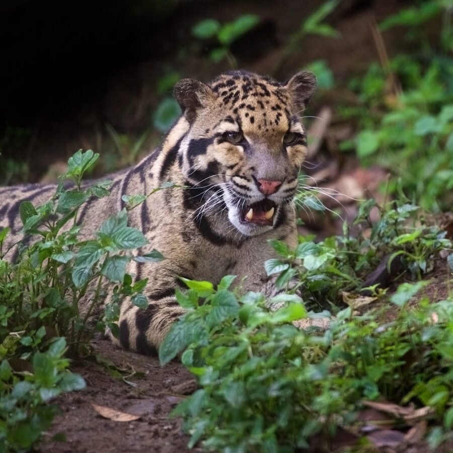 Clouded Leopard Arunachal Pradesh