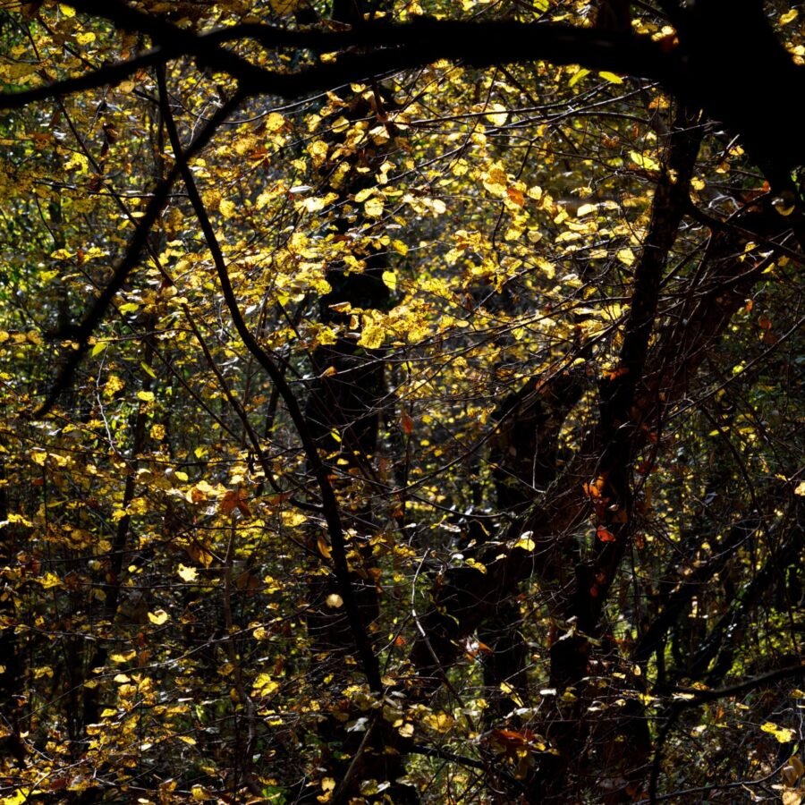 Dachigam