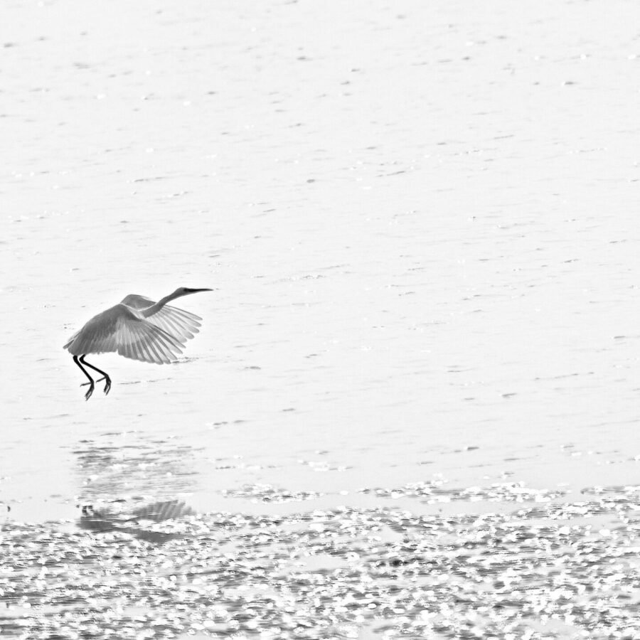 Heron Priested Shore