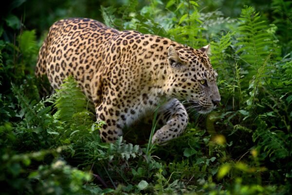 Leopard Amongst The Ferns
