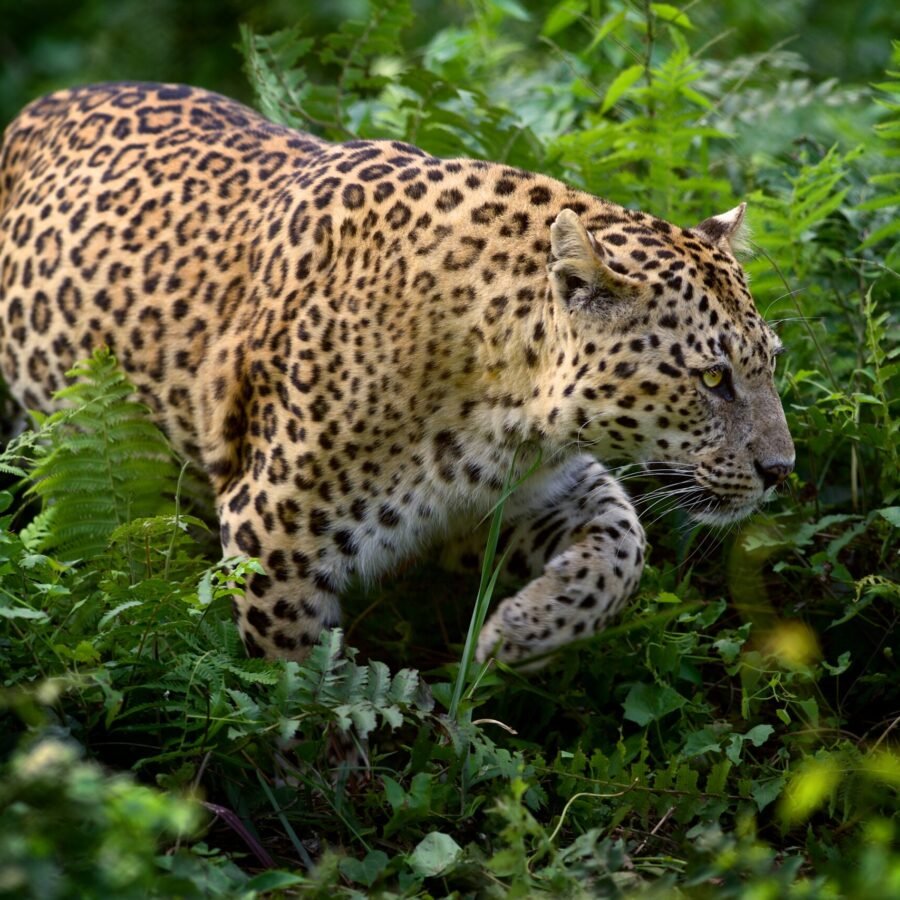 Leopard Amongst The Ferns