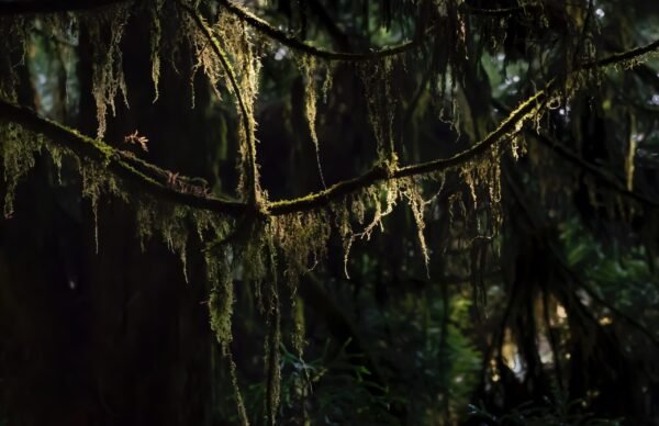 Lichen Tressed Trees