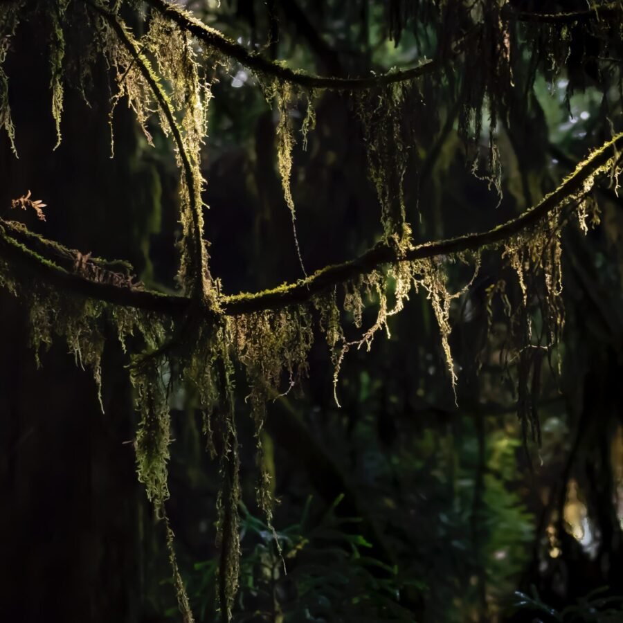 Lichen Tressed Trees