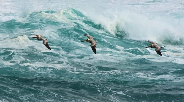 Pelicans On The Pacific