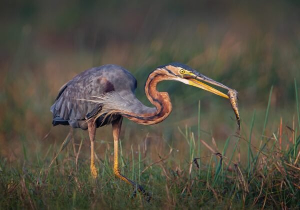 Purple Heron with Catch