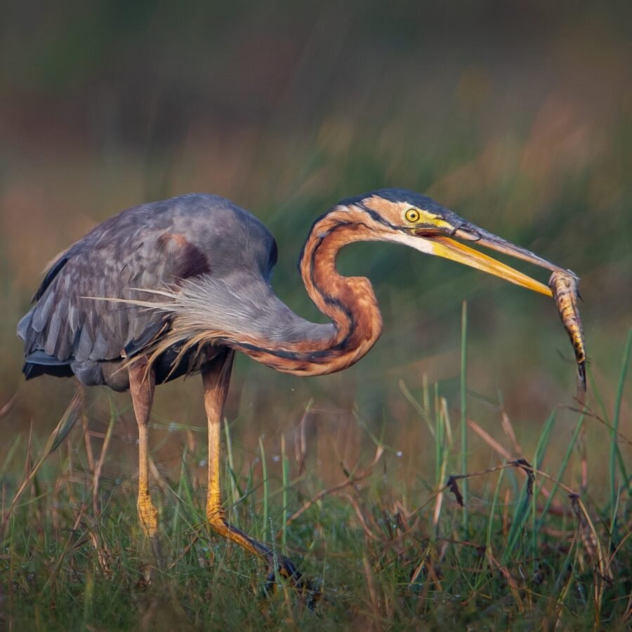 Purple Heron with Catch