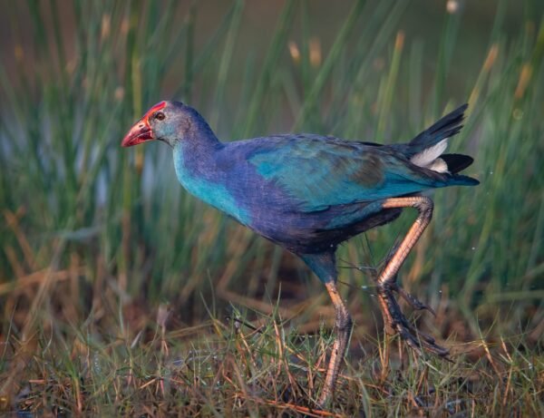 Purple Swamp Hen