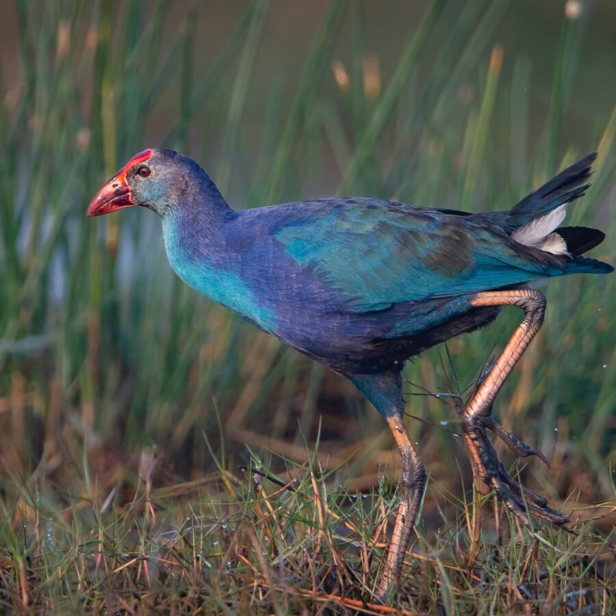 Purple Swamp Hen