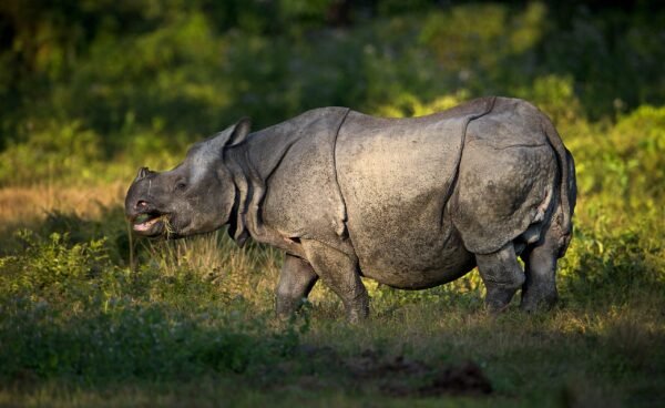 Rhino Assam