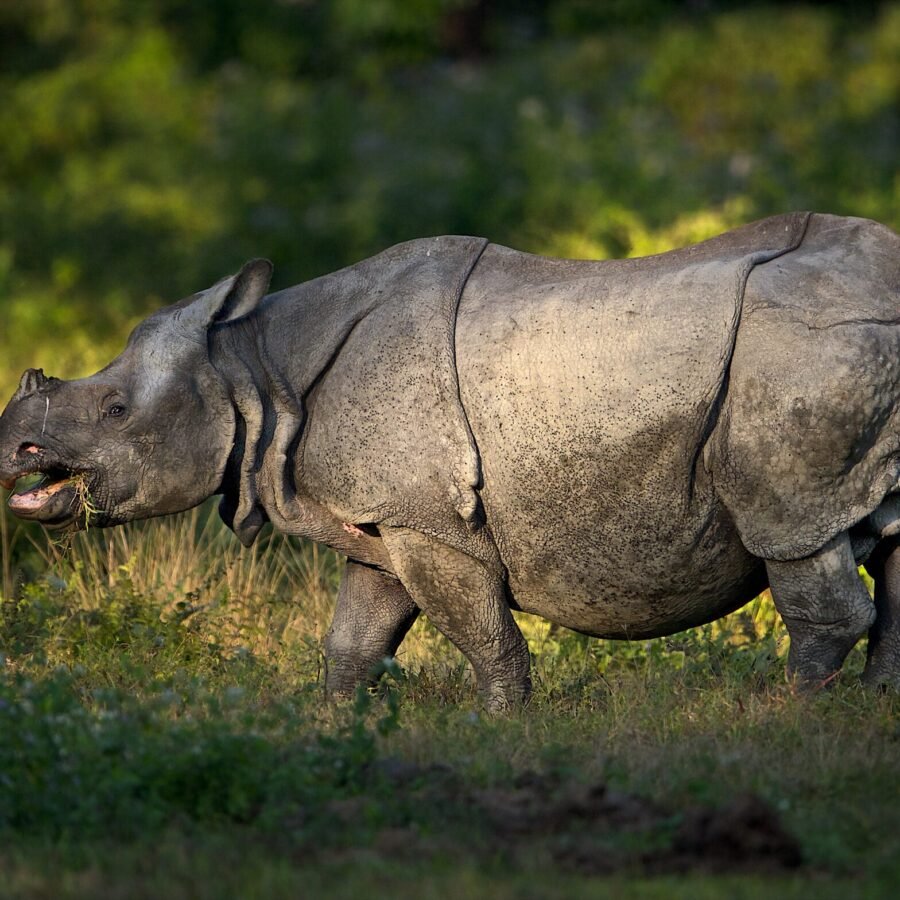 Rhino Assam