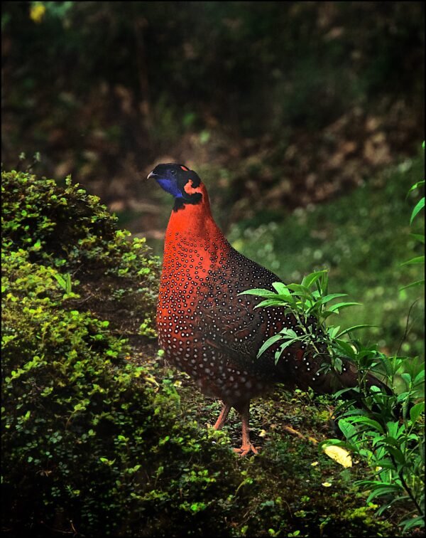 Satyr Tragopan