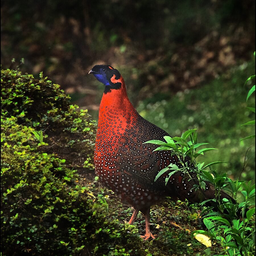 Satyr Tragopan