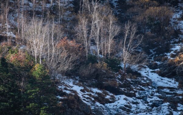 Silver Birch And First Snow