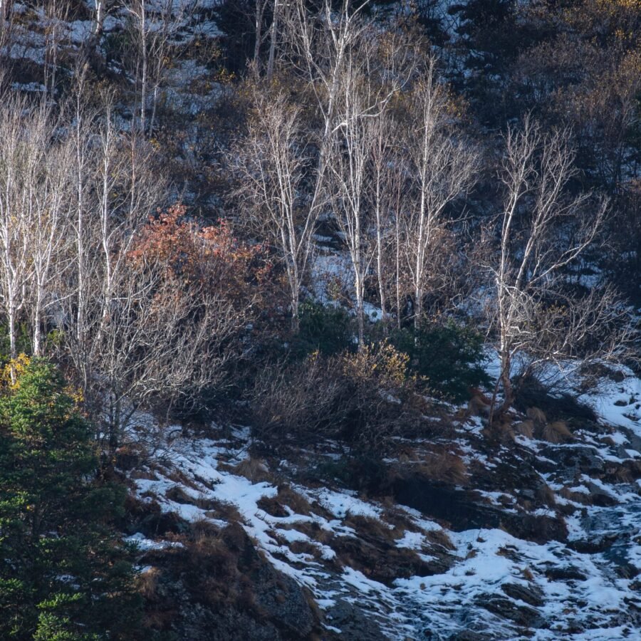 Silver Birch And First Snow