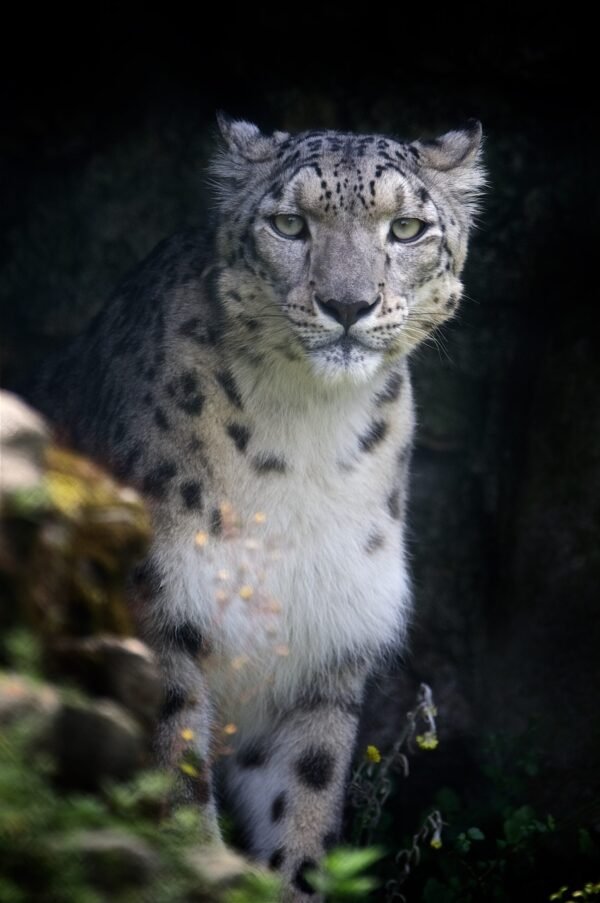 Snow Leopard