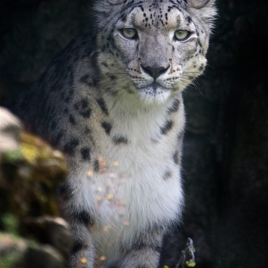Snow Leopard