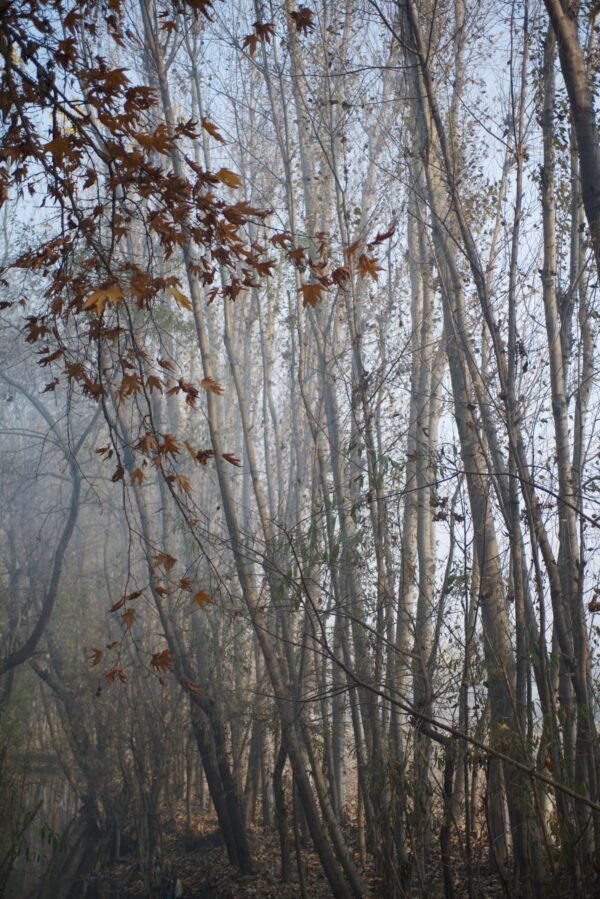 The Last Chinar