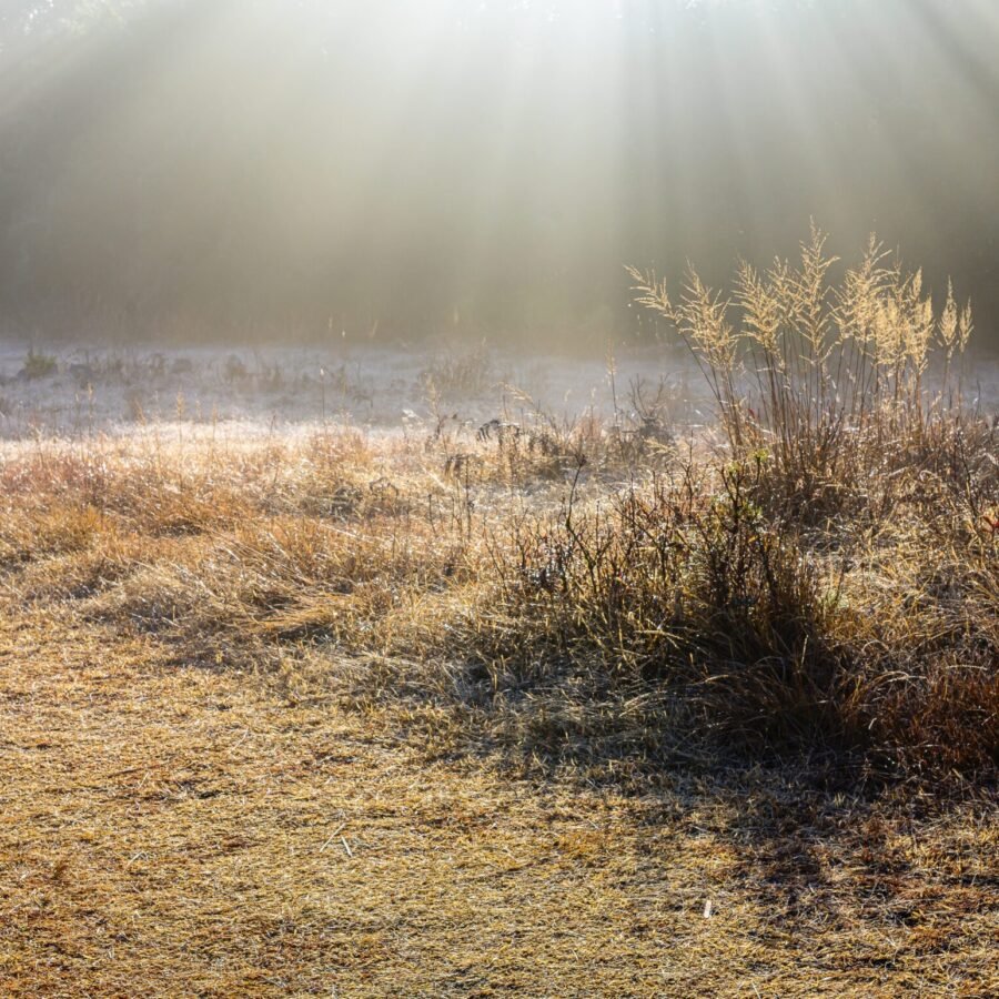 The Sacred Forest