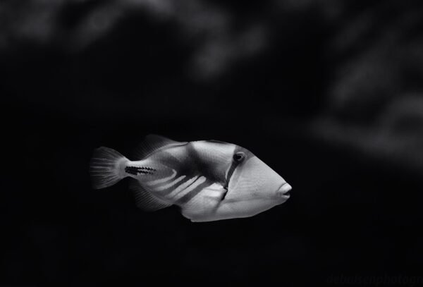 The Trigger Fish